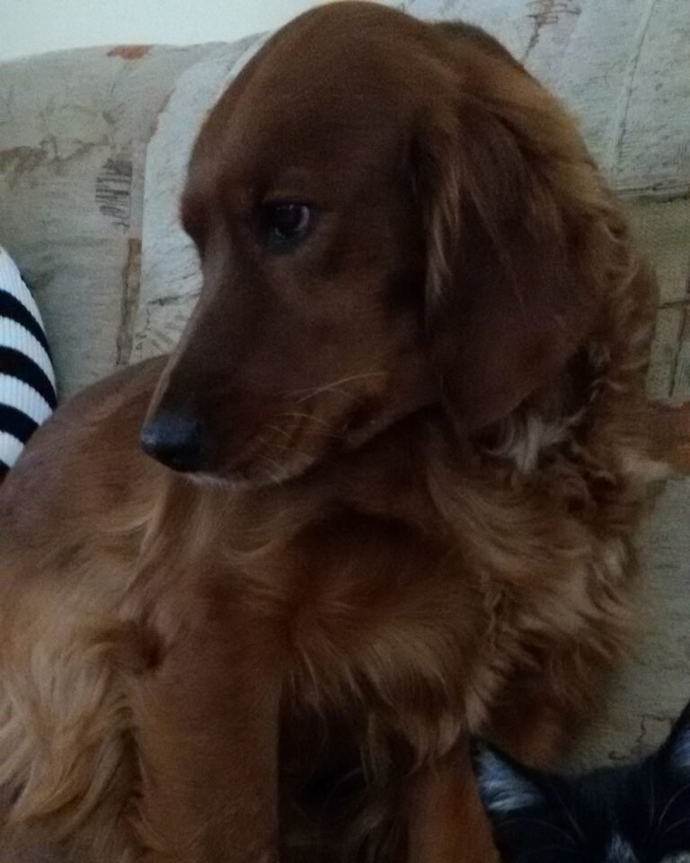 Hnědý pes na pohovce, detailní pohled